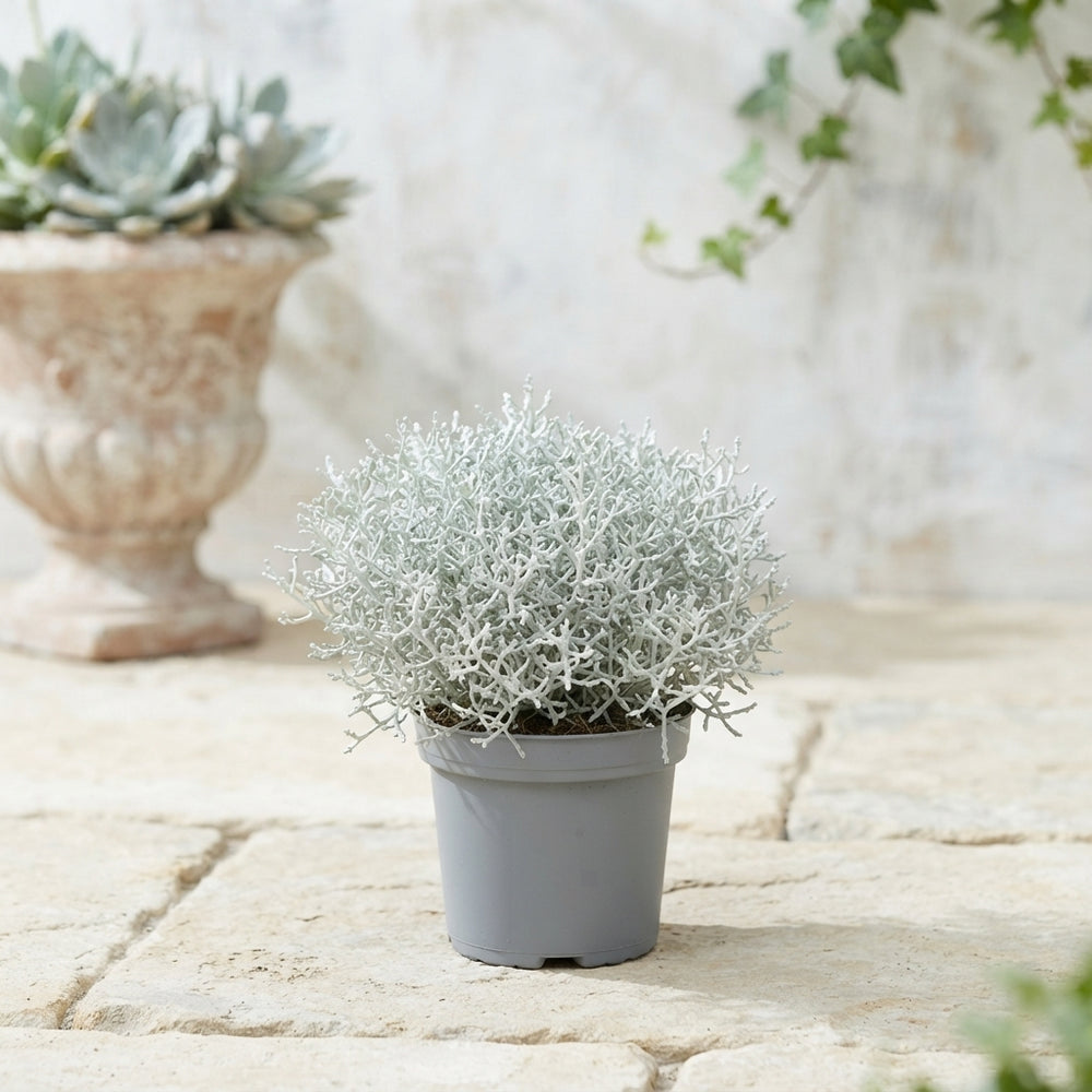 Cushion Bush (Leucophyta) – 12cm Pot