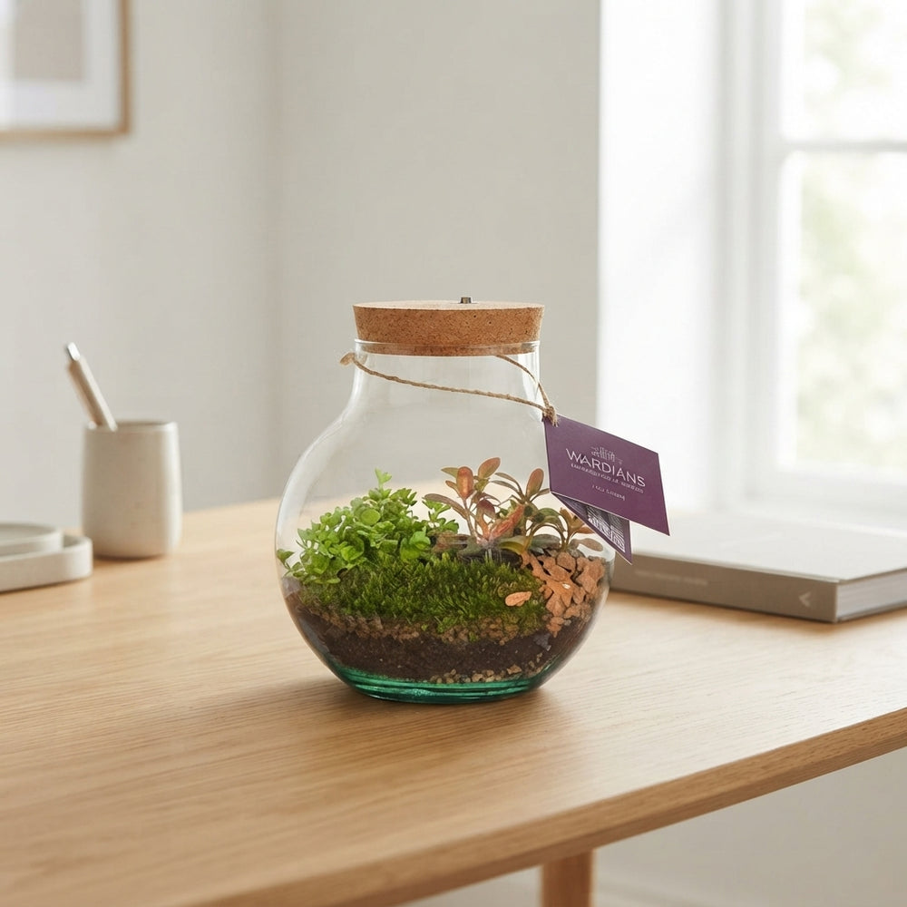 Venus Flytrap Terrarium with Rechargeable LED – 20cm