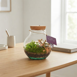 Venus Flytrap Terrarium with Rechargeable LED – 20cm