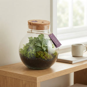 Venus Flytrap Terrarium with Rechargeable LED – 20cm