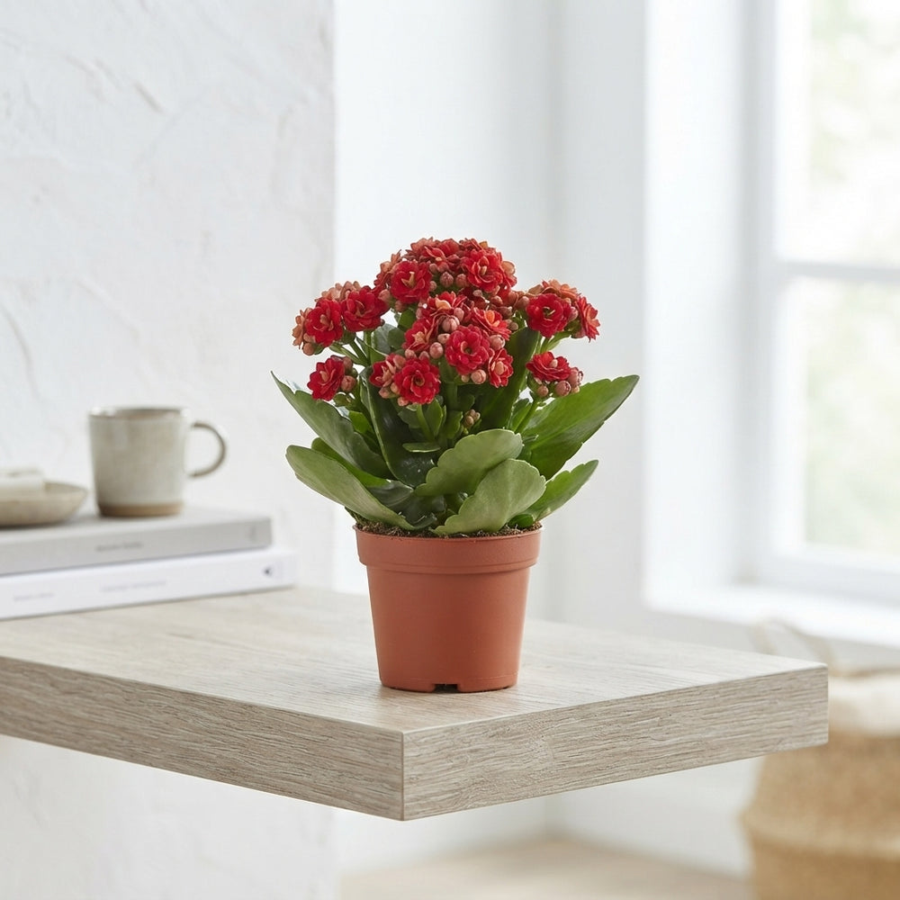 Red Kalanchoe Double Flowering Houseplant – 9cm Pot