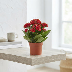 Red Kalanchoe Double Flowering Houseplant – 9cm Pot