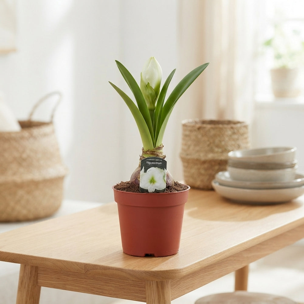 White Hippeastrum (Amaryllis) – 14cm Pot
