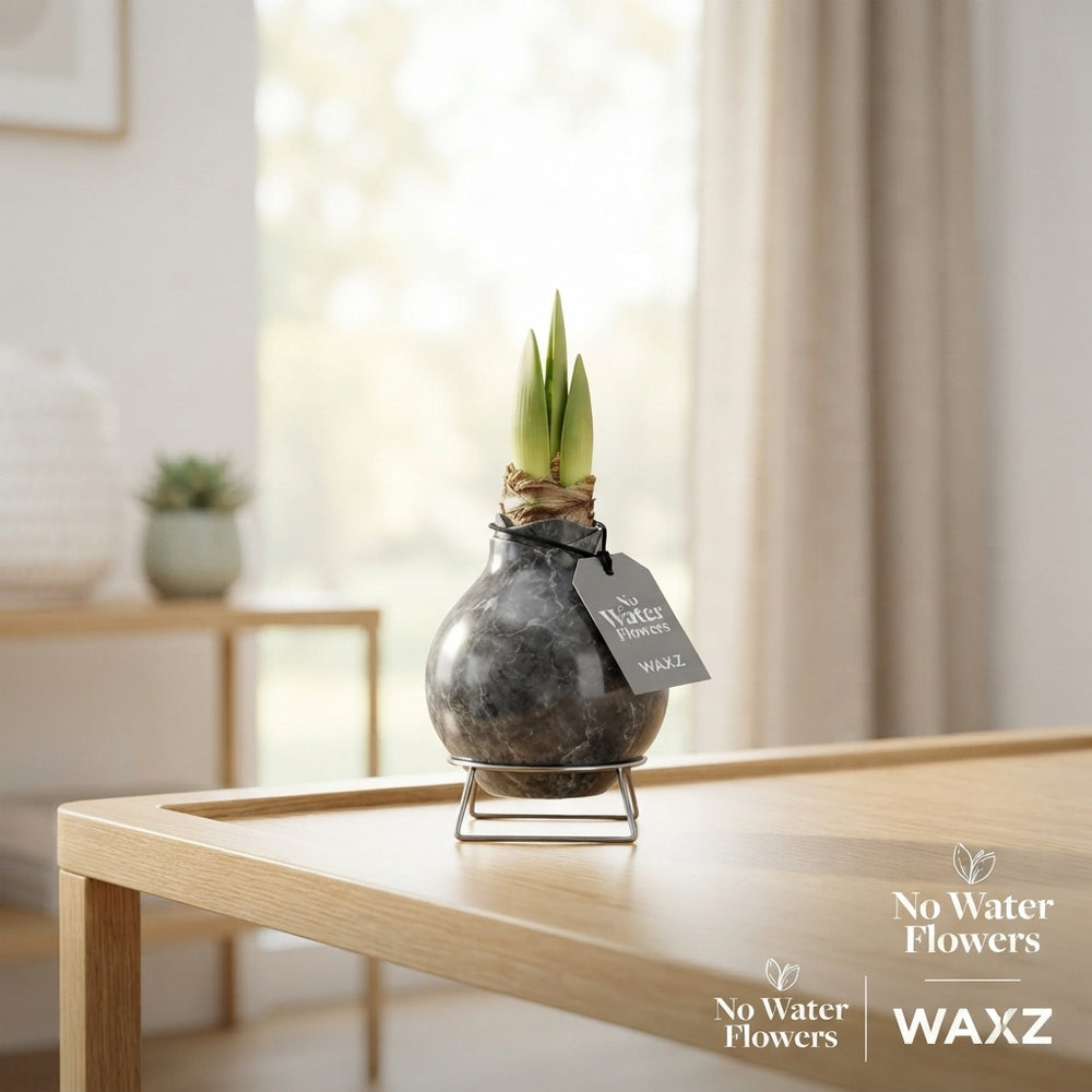 Marble Waxed Amaryllis (Hippeastrum)