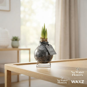 Marble Waxed Amaryllis (Hippeastrum)