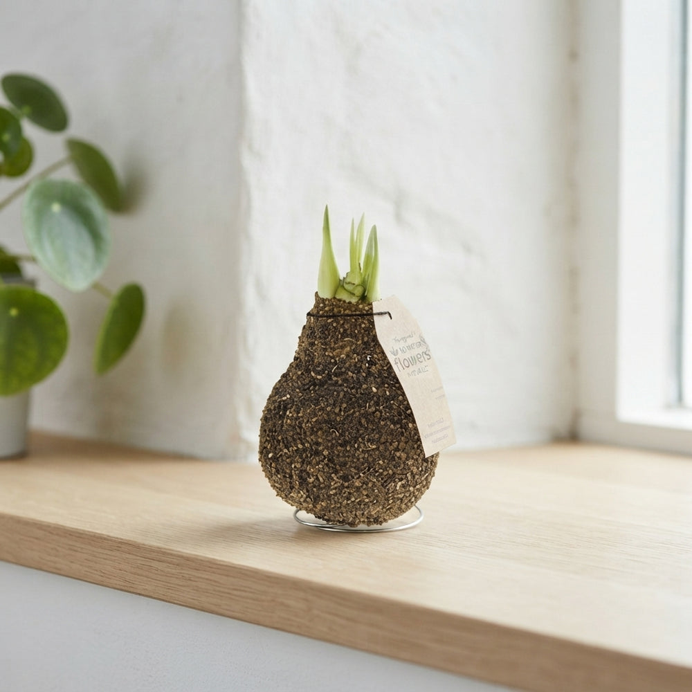 Natural Cork-Covered Amaryllis Bulb