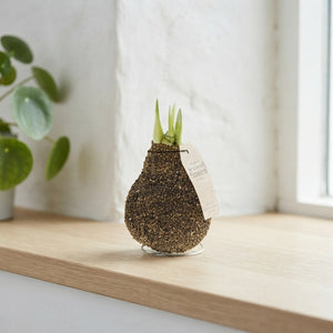 Natural Cork-Covered Amaryllis Bulb