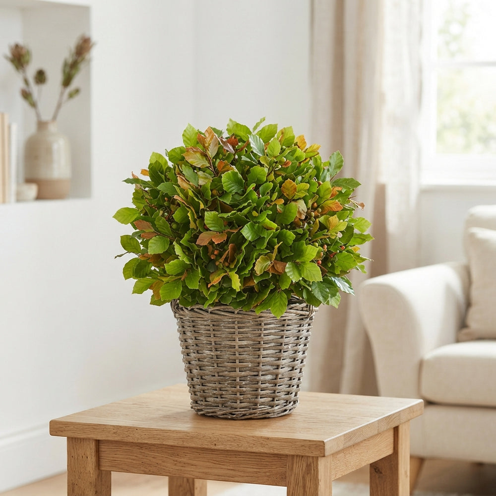 Round Beechwood Plant Arrangement