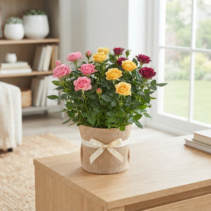 Mixed Colour Decorative Arrangement