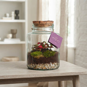 Neptunus Terrarium Arrangement – 16cm Glass Pot