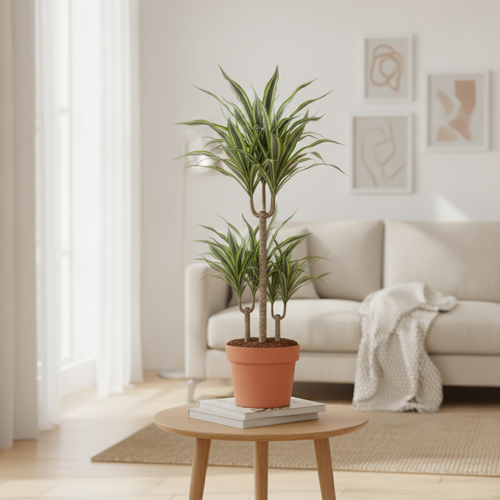 Mixed Dracaena (Dracaena spp.) – 17cm Pot, approx. 80cm