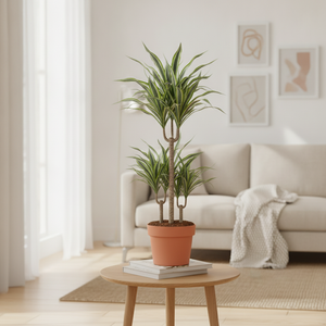 Mixed Dracaena (Dracaena spp.) – 17cm Pot, approx. 80cm