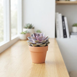 Echeveria ‘Pearl von Nürnberg’ – 5.5cm Pot
