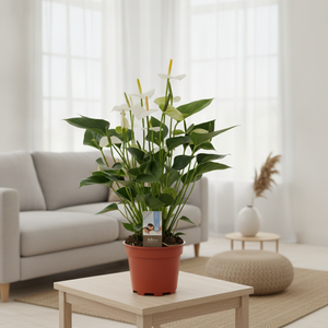 White Anthurium (Anthurium andraeanum) – 17cm Pot