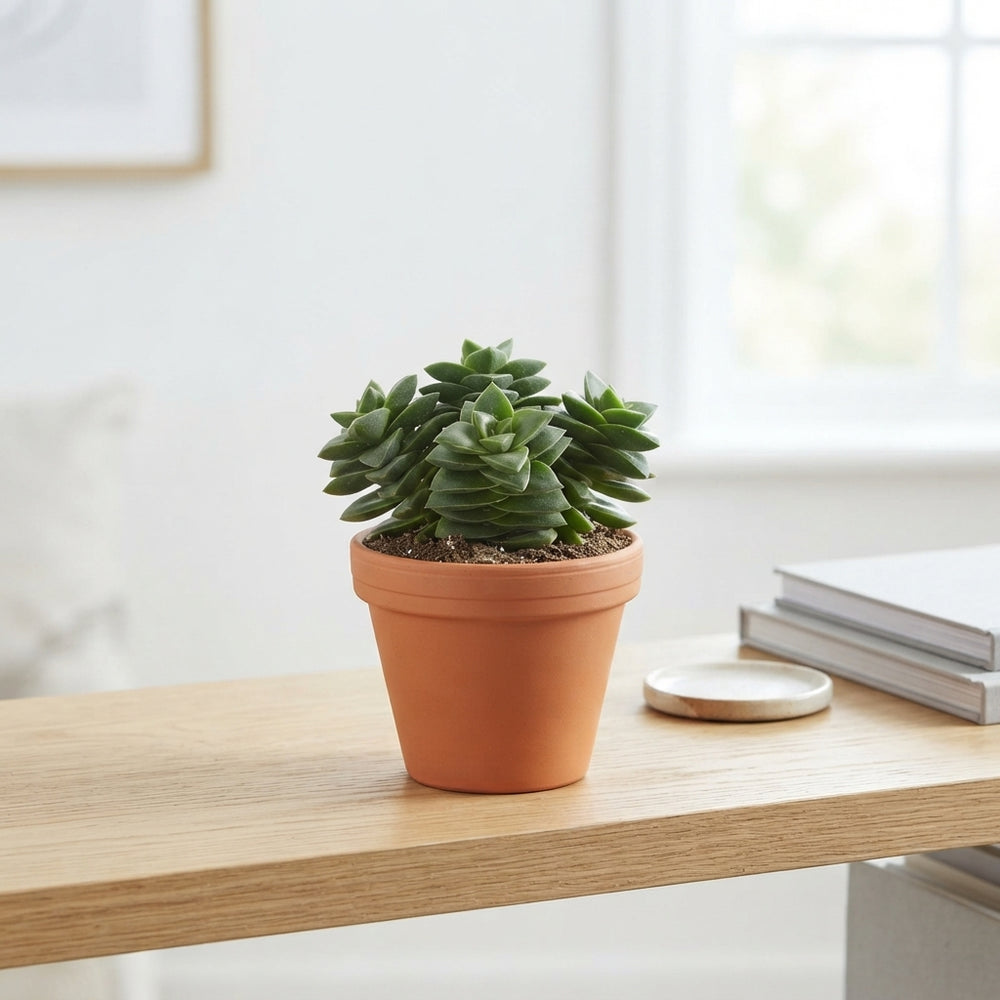 Crassula Spring Time Succulent – 10.5cm Pot