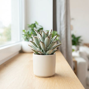 Dark Kalanchoe tomentosa – 5.5cm Pot