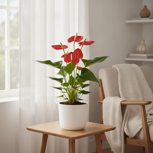 Red Anthurium (Anthurium andraeanum) – 17cm Pot