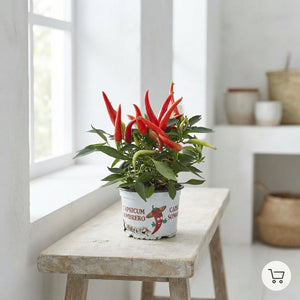 Red Capsicum ‘An Sombrero’ Chilli Plant – 10.5cm Pot