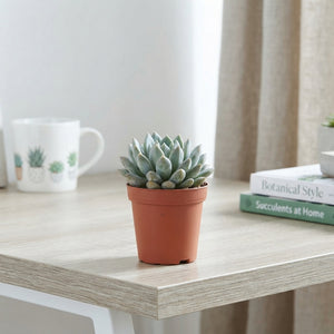 Echeveria 'Hookeri' Succulent – 5.5cm Pot