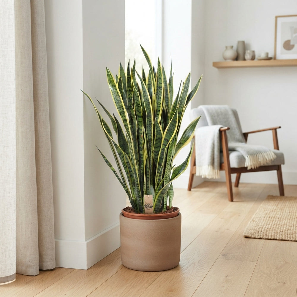 Snake Plant (Sansevieria trifasciata) – 35cm Pot, 110cm