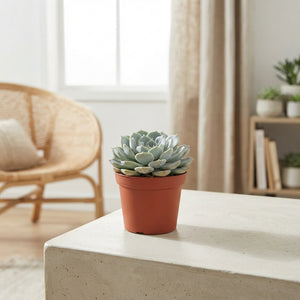 Echeveria derenbergii ‘Blue’ Succulent – 5.5cm Pot