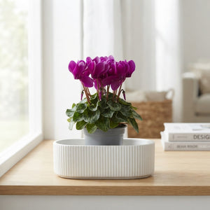 Small-Flowered Cyclamen (Cyclamen persicum) – 9cm Pot