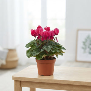 Small-Flowered Pink Cyclamen (Cyclamen persicum) – 9cm Pot