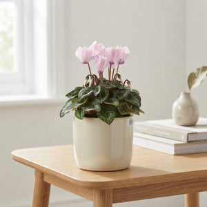 Mixed Cyclamen persicum – 9cm Pot