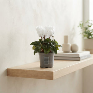 Pure White Small-Flowered Cyclamen (Cyclamen persicum) – 9cm Pot