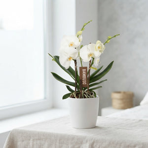 White Phalaenopsis Orchid ‘Bambuso Sequoia’ – 15cm Pot