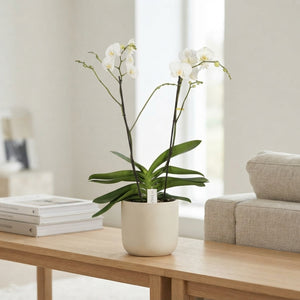 White Phalaenopsis Orchid ‘Theatro Classico’ – 17cm Pot