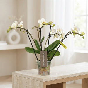White Phalaenopsis Orchid – 7cm Pot, 30cm Tall