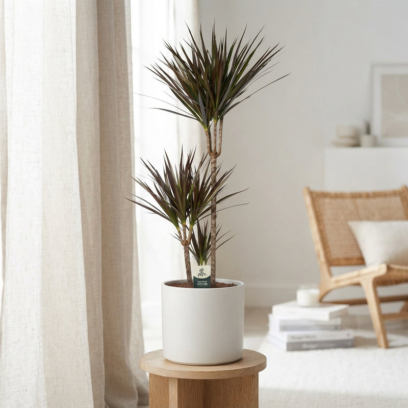 Dragon Tree (Dracaena marginata) – 24cm Pot, 130cm High