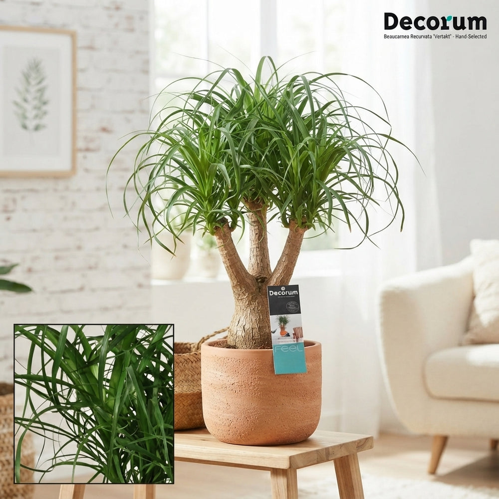 Ponytail Palm (Beaucarnea recurvata) – 24cm Pot