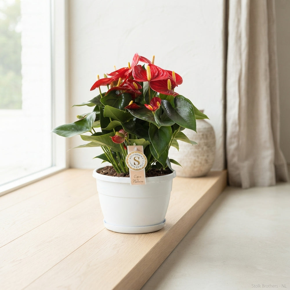 Red Anthurium ‘Red Champion’ – 20cm Pot, 45cm High