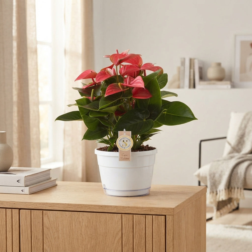 Pink Anthurium ‘Pink Champion’ (Anthurium) – 20cm Pot