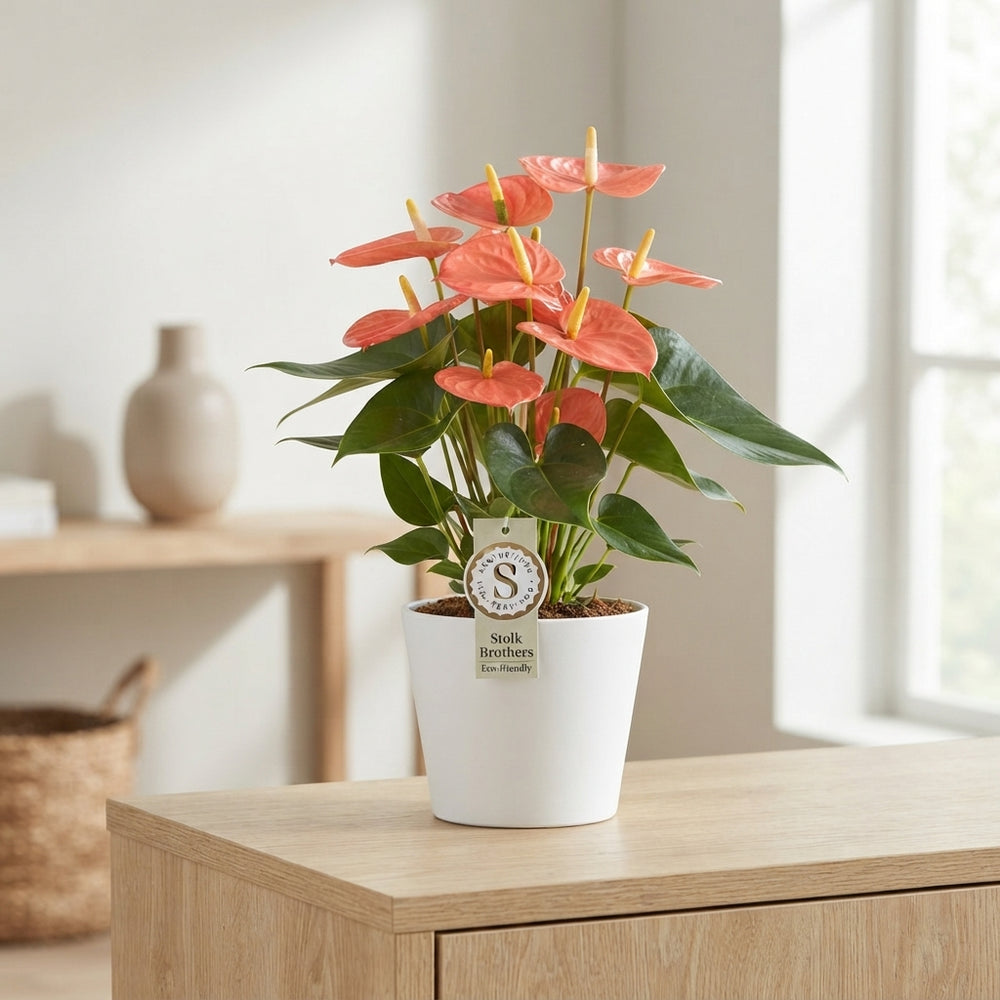 Coral Anthurium 'Champion' (Flamingo Flower) – 20cm Pot