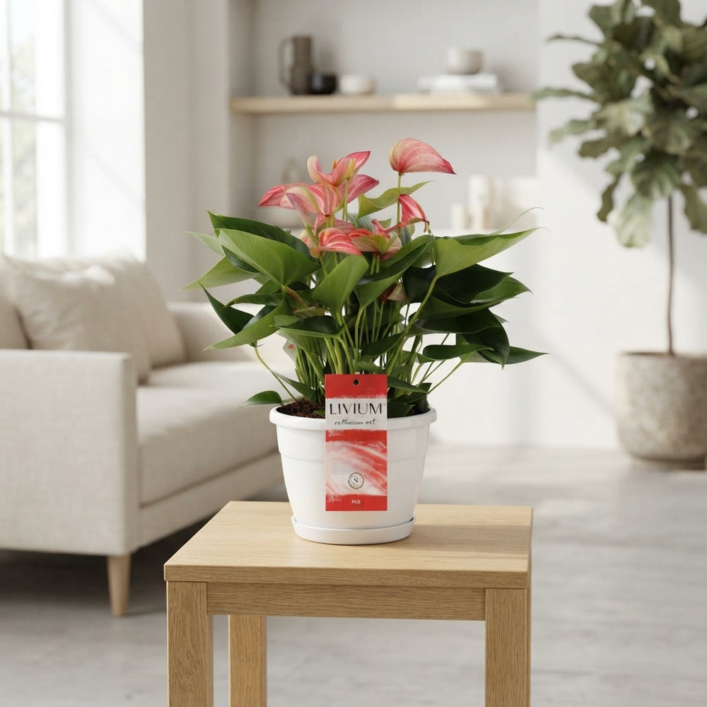 Red Anthurium (Anthurium) – 20cm Pot, 45cm High