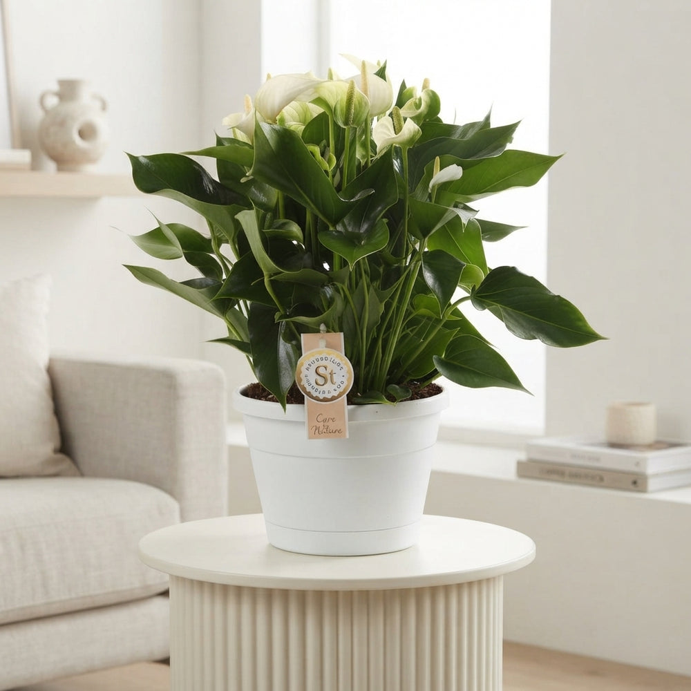 White Anthurium (Flamingo Flower) – 20cm Pot, 45cm