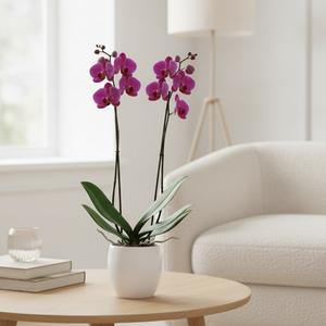 Purple Phalaenopsis Orchid – 2 Stem, 12cm Pot