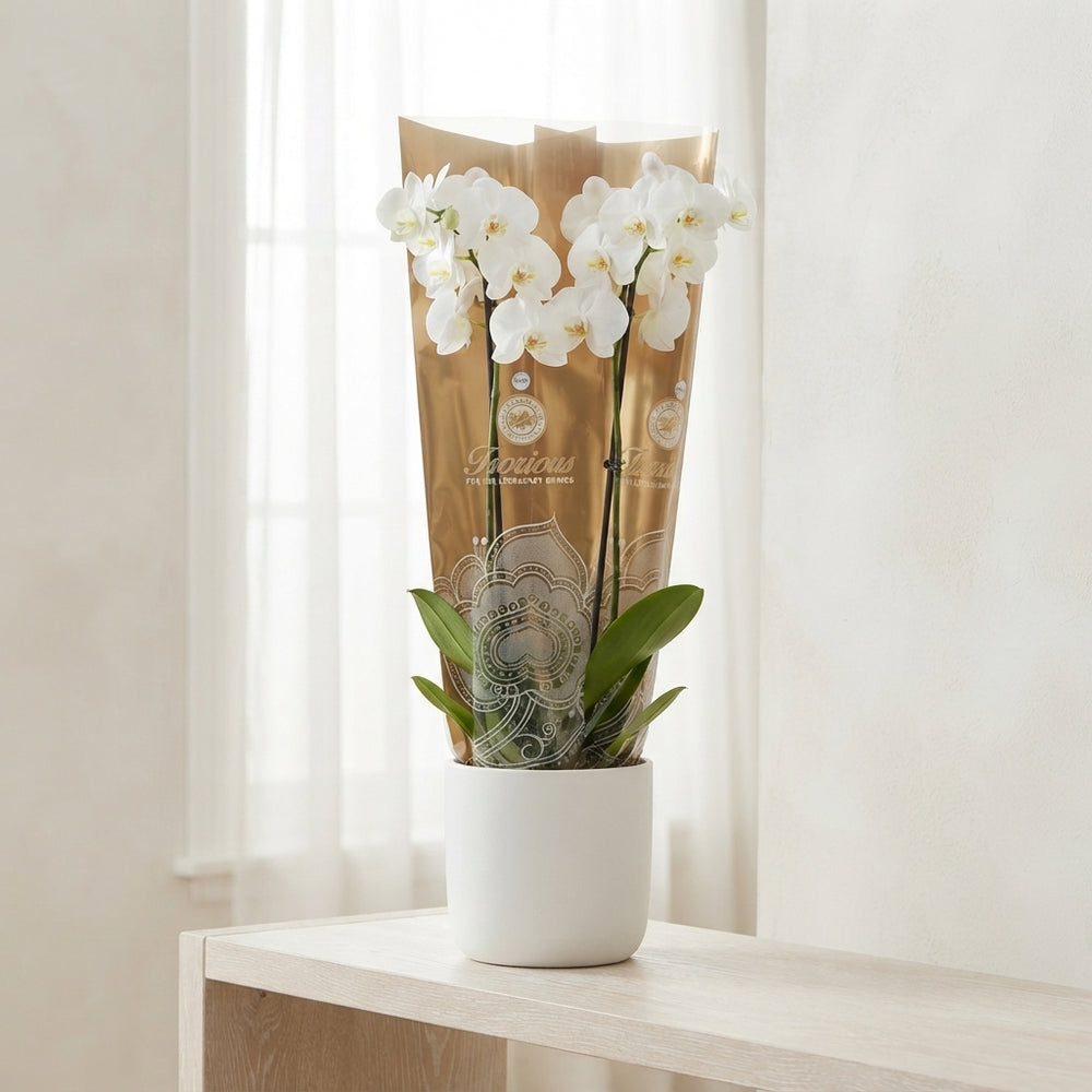 White Phalaenopsis Orchid (2 Stem) – 15cm Pot
