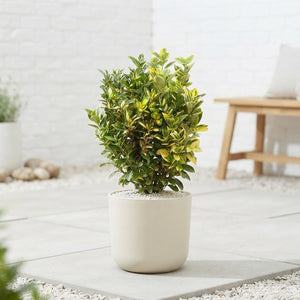 Japanese Spindle Tree (Euonymus japonicus) – 13cm Pot