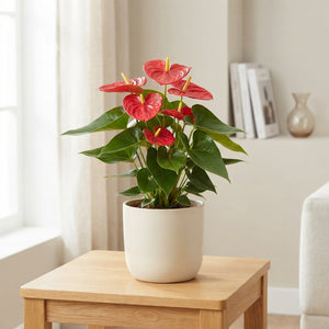 Red Anthurium (Anthurium andraeanum) – 17cm Pot