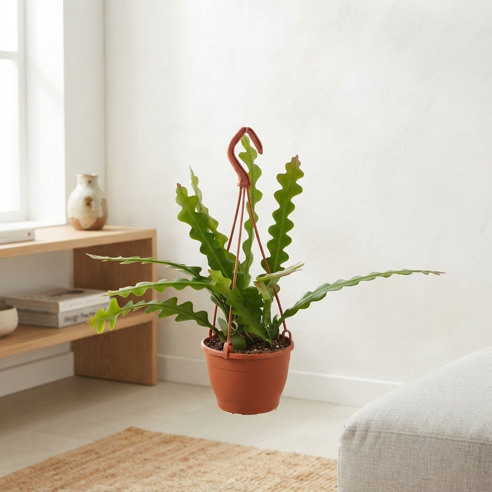 Fishbone Cactus (Epiphyllum anguliger) – 12cm Pot