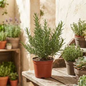 Prostrate Rosemary (Rosmarinus officinalis) – 10cm Pot