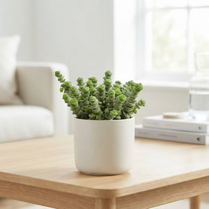 Hottentot Crassula (Crassula marnieriana) – 11cm Pot
