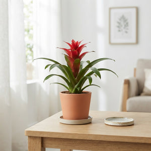 Mixed Bromeliad Houseplant – 9cm Pot, 40cm High