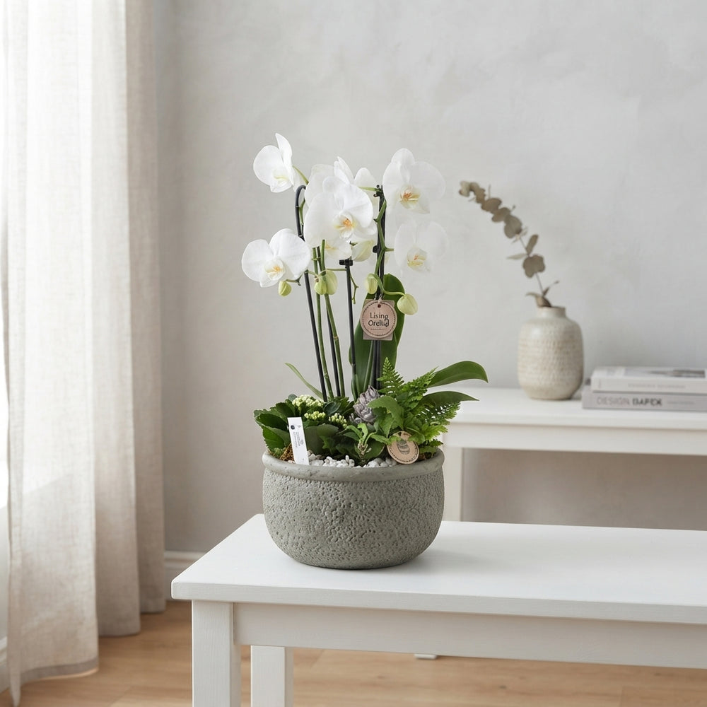 White Phalaenopsis Orchid Arrangement – 26cm Ceramic Bowl