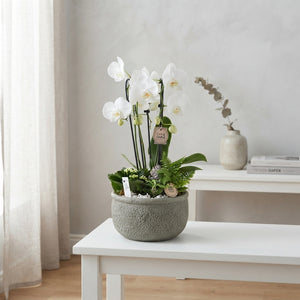 White Phalaenopsis Orchid Arrangement – 26cm Ceramic Bowl