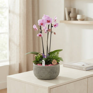 White Phalaenopsis Orchid Arrangement – 26cm Ceramic Bowl